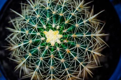 One big green round beautiful cactus closeup Stock Photos