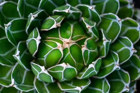 One big green round beautiful cactus closeup Stock Photos
