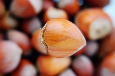 One big hazelnut in focus Stock Photos