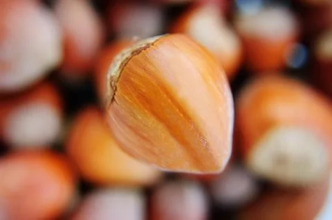 One big hazelnut in focus Stock Photos
