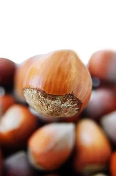 One big hazelnut in front Stock Photos
