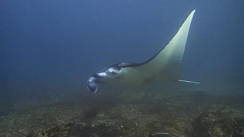 One big manta ray and a small one following Video stock 121667009