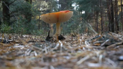 One big mushroom in a forest Video stock 82702028