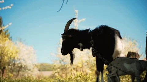 One big nice goat with goatee and two little goats grazing on green grass all Stock Footage 91105353