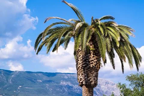 One big palm tree Foto stock