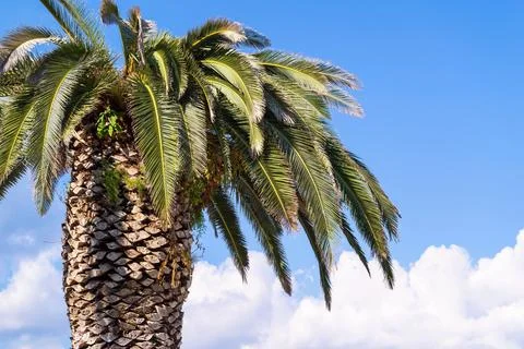 One big palm tree Foto stock