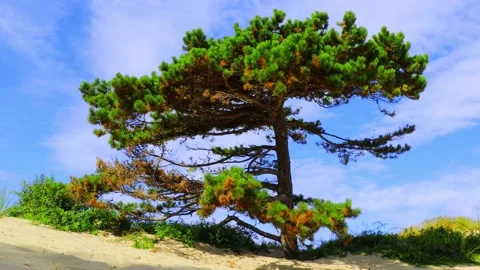 One big pine grows on the dunes Stock Footage 210205670