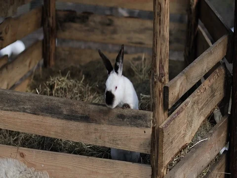 One big rabbit jumps out from a wooden fence. Stock Footage 75941292
