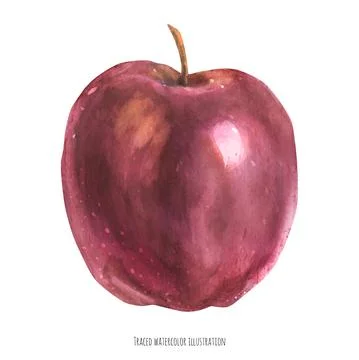 One big red apple Stock Illustration