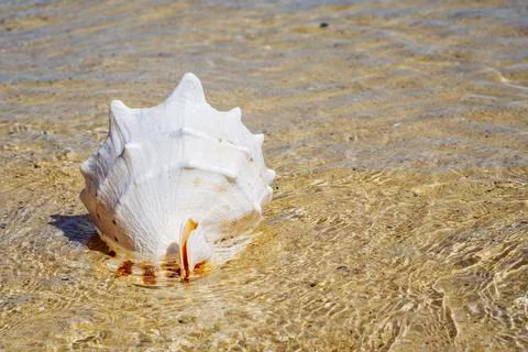 One big shell in the sand and water on beach. Macro closeup. Stock Photos