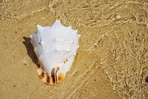 One big shell in the sand and water on beach. Macro closeup. Stock Photos