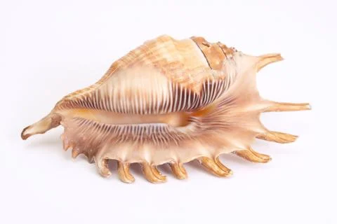 One big shellfish Stock Photos