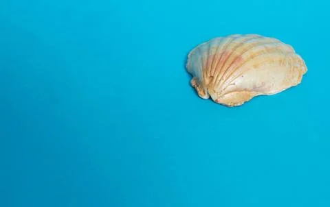 One big shiny shell on a blue background. Stock Photos