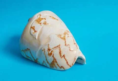 One big shiny shell on a blue background. Stock Photos