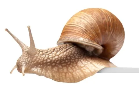One big snail Stock Photos