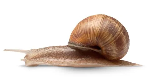 One big snail Stock Photos