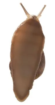 One big snail Stock Photos