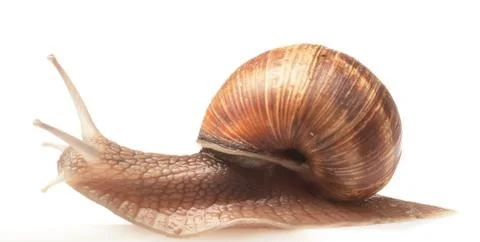One big snail Stock Photos