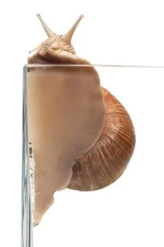 One big snail Stock Photos