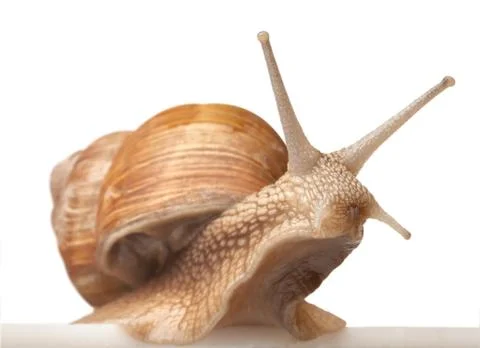 One big snail Stock Photos