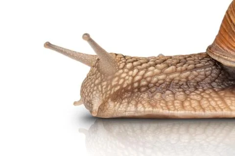 One big snail Stock Photos