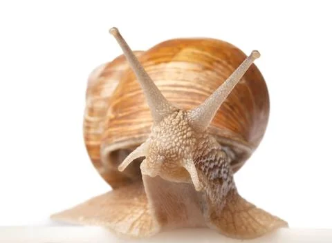 One big snail Stock Photos