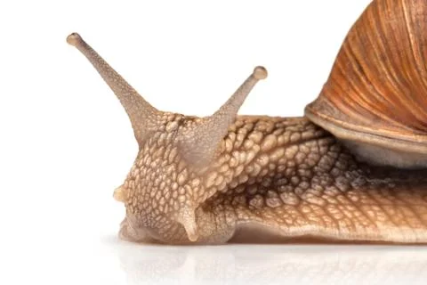 One big snail Stock Photos