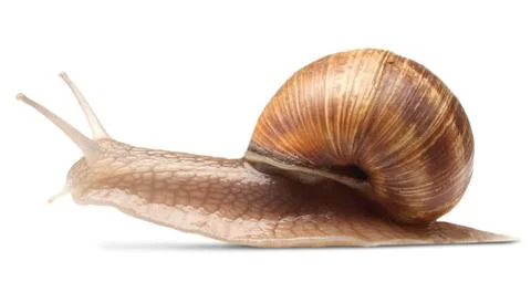 One big snail Stock Photos