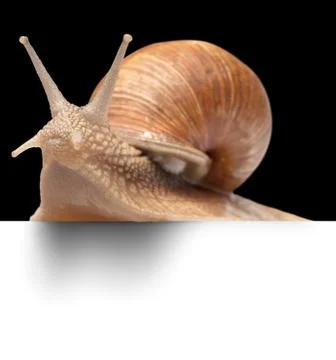 One big snail Stock Photos