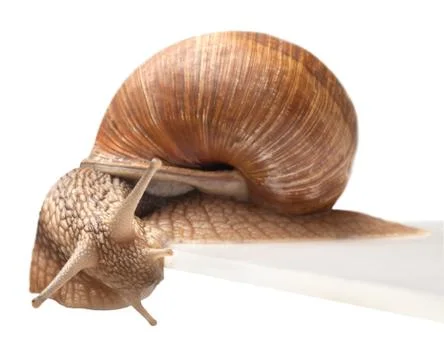 One big snail Stock Photos
