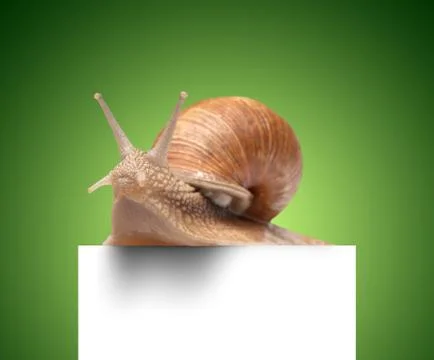 One big snail Stock Photos
