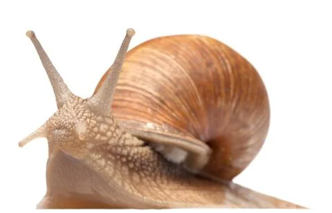 One big snail Stock Photos