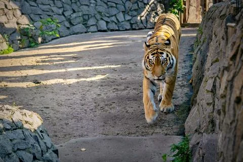 One big tiger Stock Photos