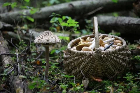 One big toadstool  closeup Stock Photos