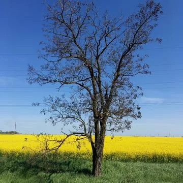 One big tree and bright yellow camomile meadow on a blue sky Stock Photos
