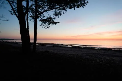 One big tree on the background of a sunset near the sea Stock Photos