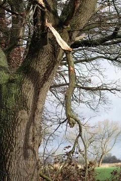 One big tree with a broken branch Stock Photos