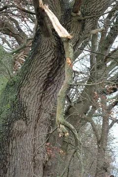 One big tree with a broken branch Foto stock