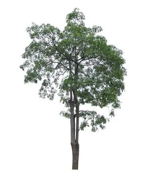 One big tree with clipping path on isolate white blackground. Stock Photos