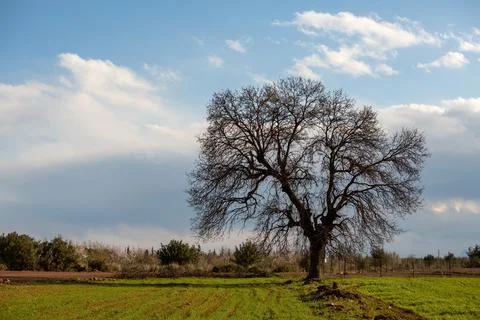One big tree with dried branches Stock Photos