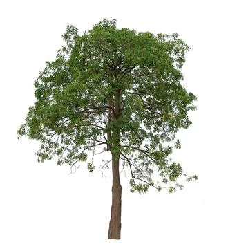 One big tree on isolate white blackground. Stock Photos