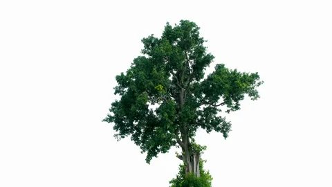One big tree isolated in the wind on white background Stock Footage 166129634