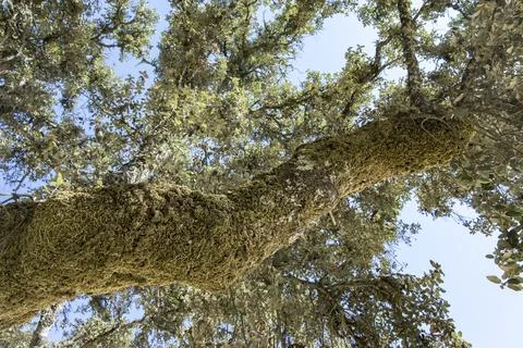 One big tree (Quercus suber) full with moss in Portugal Stock Photos