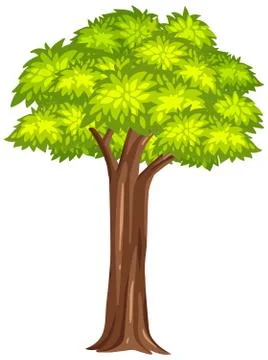 One big tree on white background Stock Illustration