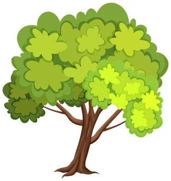 One big tree on white background Stock Illustration