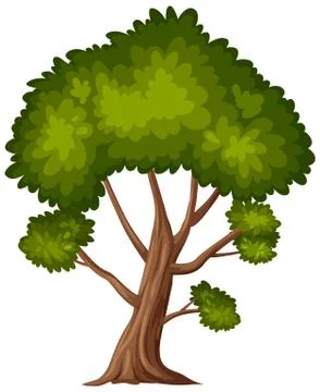 One big tree on white background Stock Illustration