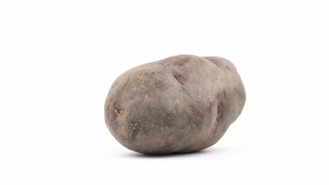 One big violet potato. Rotating on the turntable isolated on the white Stock Footage 96342917