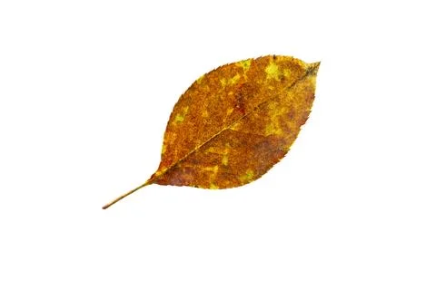 One birch leaf isolated on white background, top view Foto stock