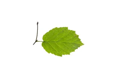 One birch leaf isolated on white background, top view Stock Photos