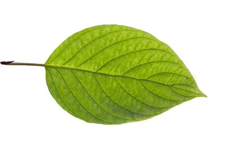 One birch leaf isolated on white background, top view Stock Photos